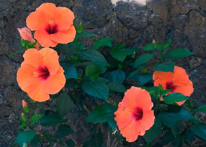 Chibedda Dimora Lia أكيتْريتْسا